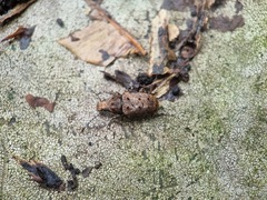 Platystomos wallacei