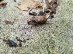 Platystomos wallacei