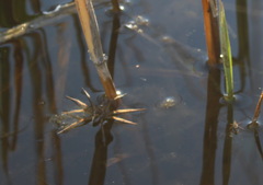Dolomedes