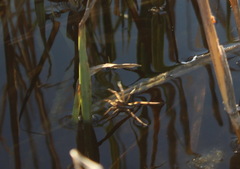 Dolomedes