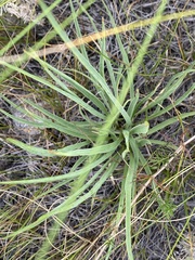 Takhtajaniantha austriaca