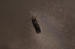 Blastobasis glandulella