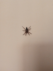 Scotophaeus blackwalli