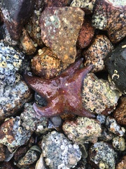 Dermasterias imbricata