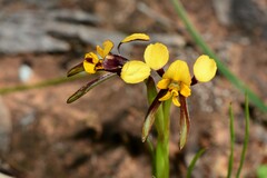 Diuris palustris