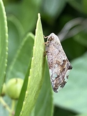 Ricania speculum