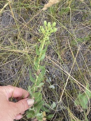 Hieracium virosum