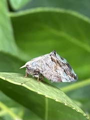 Ricania speculum