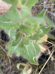 Hieracium virosum