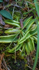 Pinguicula alpina