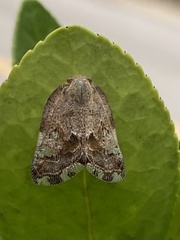 Ricania speculum