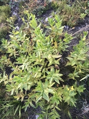 Senecio linearifolius latifolius