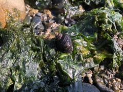 Nucella canaliculata