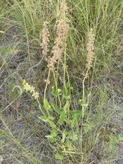 Salvia dumetorum
