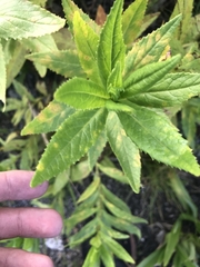Senecio linearifolius latifolius