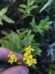 Senecio linearifolius latifolius