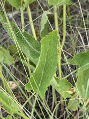 Salvia dumetorum