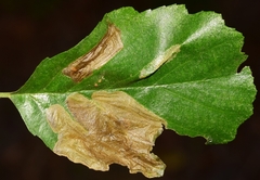 Coptotriche marginea