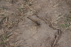 Sympetrum flaveolum