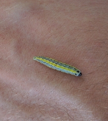 Evergestis extimalis