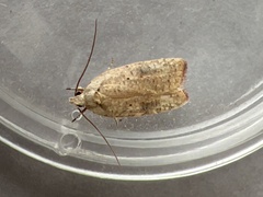 Agonopterix nervosa