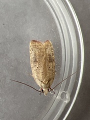 Agonopterix nervosa