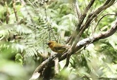 Hemignathus wilsoni