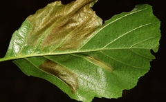 Coptotriche marginea