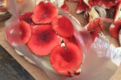 Russula griseocarnosa