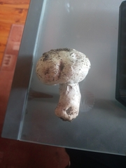 Agaricus augustus