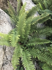 Polystichum proliferum