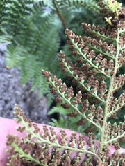 Polystichum proliferum