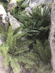 Polystichum proliferum
