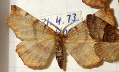 Selenia dentaria