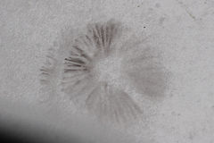 Parasola conopilea