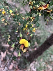 Bossiaea obcordata