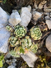 Saxifraga paniculata