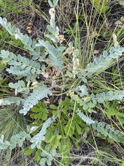Astragalus testiculatus
