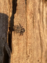 Salticidae