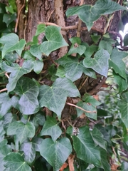Hedera helix