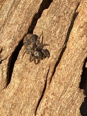 Salticidae