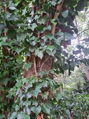 Hedera helix