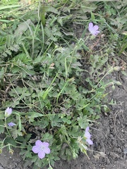 Geranium collinum