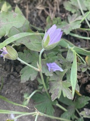 Geranium collinum