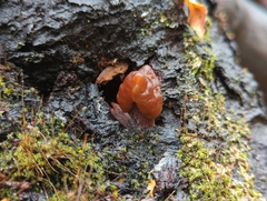 Gyromitra infula