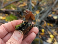 Gyromitra infula