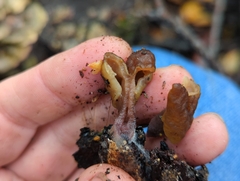 Gyromitra infula