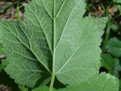 Ribes spicatum hispidulum