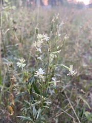Silene tatarica