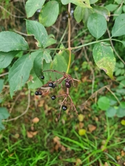 Sambucus nigra